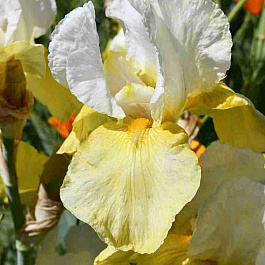 Ирис германскийGlacier Gold