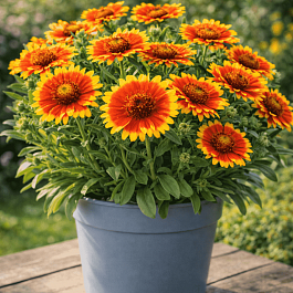 Гайлардия Гуапа Flamenco Bicolor