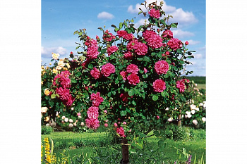 Роза Кинг Артур Штамб