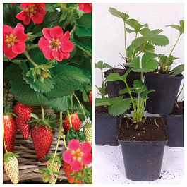 Земляника садовая Тристан НАБОР 5ШТ