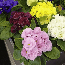 Примула махровая Hethor Petticoat Mix