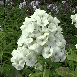 Флокс метельчатый Зеленая Бусинка