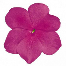 Бальзамин Лоллипоп Распберри Виолет Бальзамин Лоллипоп Распберри Виолет