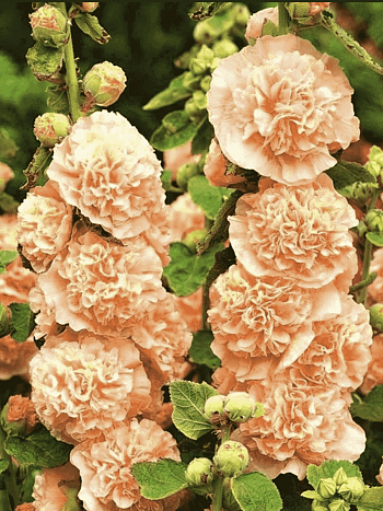 Мальва розовая Chater's Double Salmon Pink