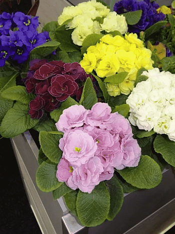 Примула махровая Hethor Petticoat Mix