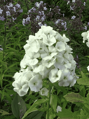 Флокс метельчатый Зеленая Бусинка