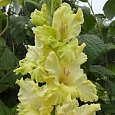 Гладиолус Тула