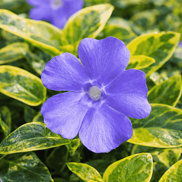 Барвинок малый Blue And Gold