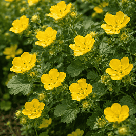 Лапчатка крупноцветковая