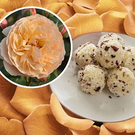 Роза парковая кулинарная Эвелин Вайлд Роза парковая кулинарная Эвелин Вайлд