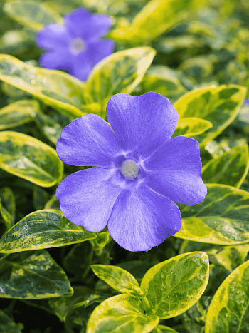 Барвинок малый Blue And Gold