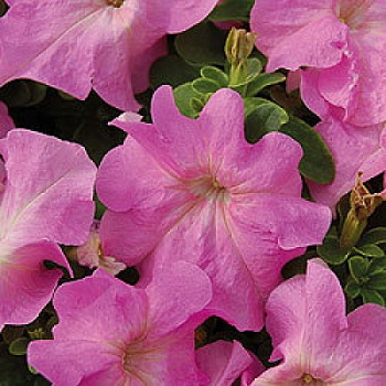 Петуния грандифлора Лимбо Джи Пи	Пинк