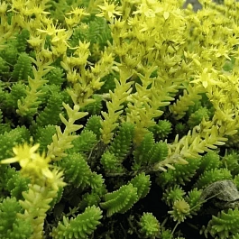 Очиток шестирядный