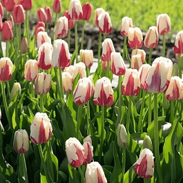 Тюльпан World Expression