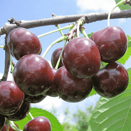 Дюк (Черевишня) Чудо вишня