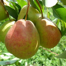 Груша плодовая Северянка краснощекая