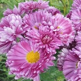 Хризантема корейская Карнавал