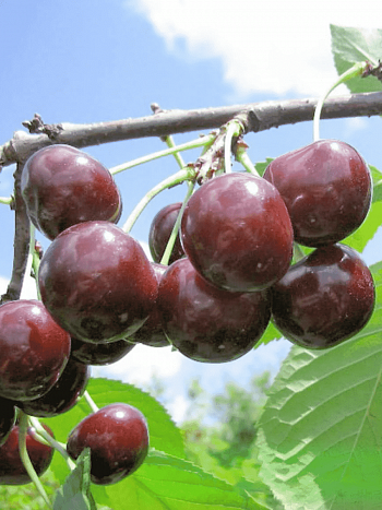 Дюк (Черевишня) Чудо вишня