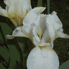 Ирис карликовый Liliy White