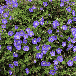 Герань великолепная Rosemoor