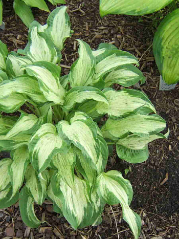 Хоста Allegan Fog