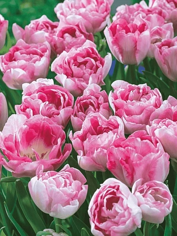 Тюльпан Махровый Angelique