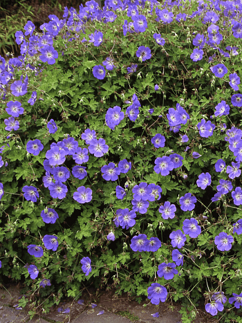 Герань великолепная Rosemoor