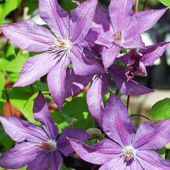 Клематис крупноцветковый Дороти Валтон Клематис крупноцветковый Дороти Валтон