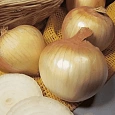 Лук-озимый Сеншуй Еллоу Глоб