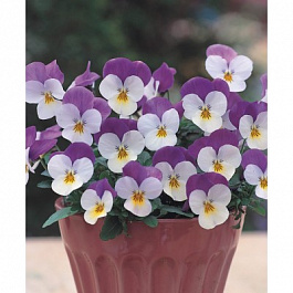 Фиалка рогатая Флорал Пауэр Вайт Парпл Винг