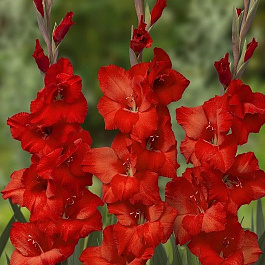 Гладиолус крупноцветковый Йоска