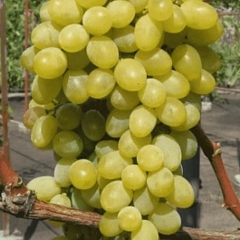 Виноград культурный Феномен