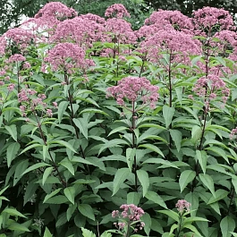 Посконник пятнистый Atropurpureum