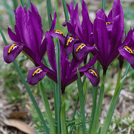 Ирис сетчатый J.S Dijt