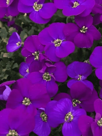 Аубриета Audrey Purple Shades