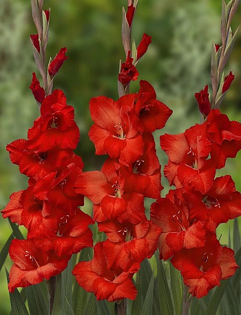 Гладиолус крупноцветковый Йоска