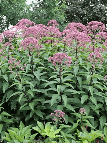 Посконник пятнистый Atropurpureum