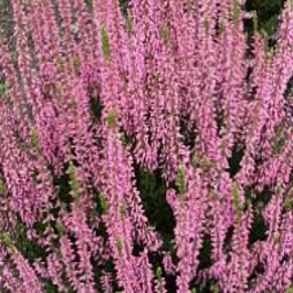 Вереск обыкновенный Reui