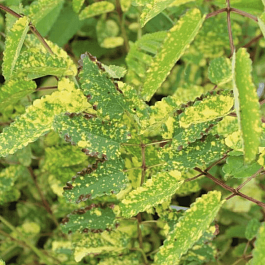 Кровохлебка Lemon Splash