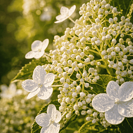 Гортензия метельчатая Shikoku Flash