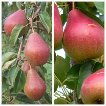 Дерево-сад (3-4х летка) груша 2 сорта Яковлевская-Северянка краснощекая