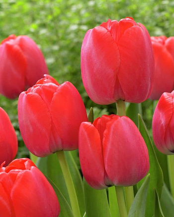 Тюльпан Дарвинов гибрид Ред Прайд