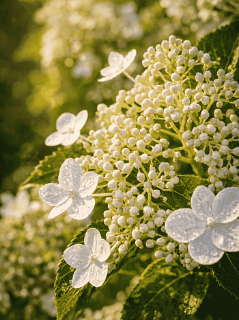 Гортензия метельчатая Shikoku Flash