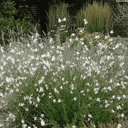 Гаура Линдхеймера Elurra