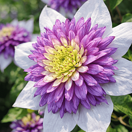 Клематис Viennetta