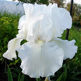 Ирис бородатый Иммортэлити