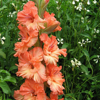 Гладиолус "Огни Городов" Харьков