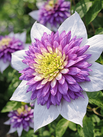 Клематис Viennetta