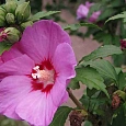 Гибискус сирийский Woodbridge