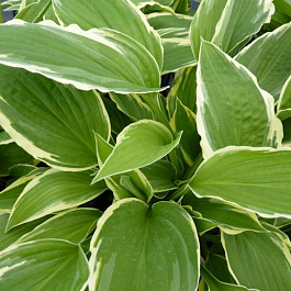 Хоста гибридная Моерхейм НАБОР 2ШТ (1+1)